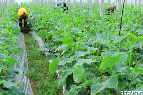 如何矮秧栽培黄瓜，选用丰产性能好的优质品种