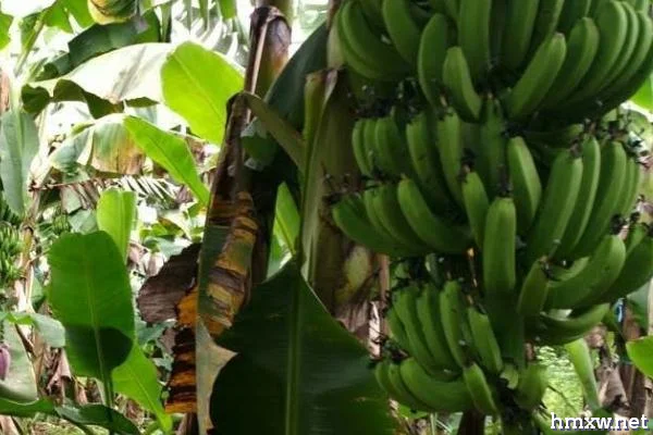 冬季如何给香蕉补钾肥，是必须补的肥料