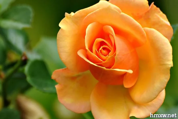 橙色玫瑰花代表的含义
