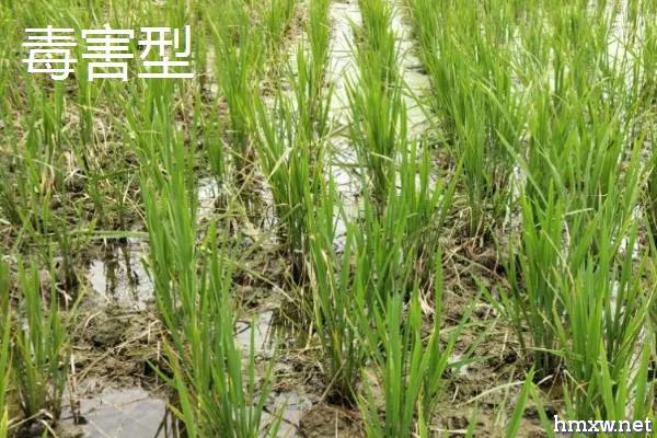 水稻坐蔸的类型，也称之为赤枯病