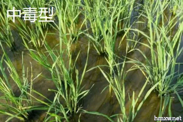 水稻坐蔸的类型，也称之为赤枯病