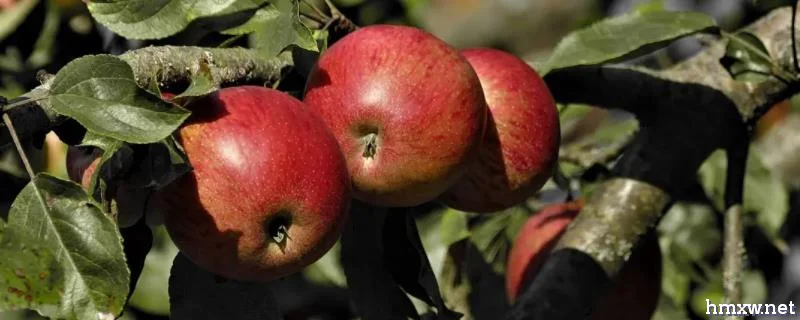 苹果霉心病的为害症状，主要为害果实