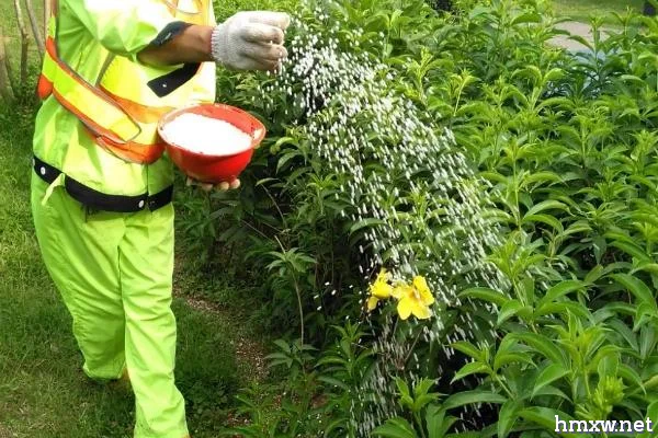 春季绿化苗木施肥方法，磷肥应深施至根系分布密集处