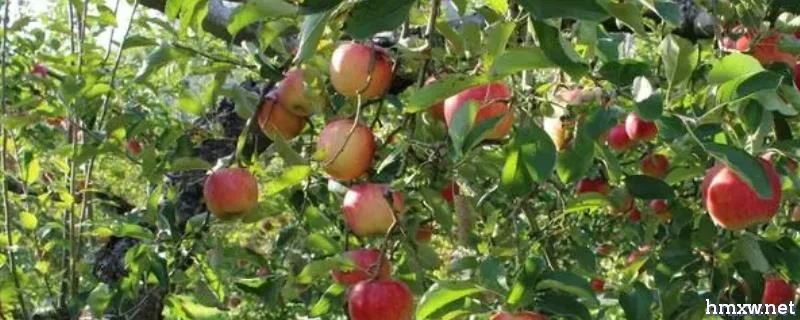 苹果树夏季管理技术，夏剪、套袋、施肥要掌握