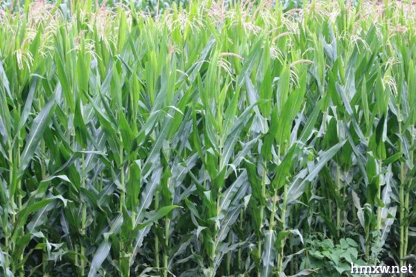 种植玉米怎么施底肥，不可一次性施入大量底肥