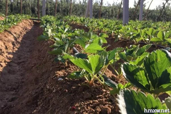 草莓的种植方法，阴天移栽可提高成活率