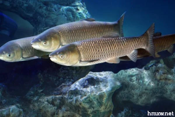 气温突降对鱼的影响，一般会导致鱼儿的开口情况减少