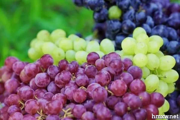 法斗不能吃的水果有哪四种，葡萄、牛油果、樱桃、菠萝均不可饲喂