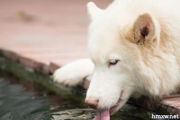 狗狗突然频繁喝水的原因，需找准原因对症治疗
