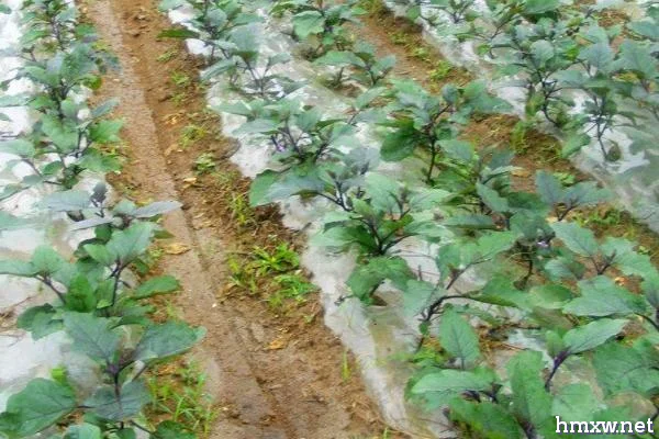 雨季茄子烂果怎么防治，重施促果壮秧肥可提高抗病力