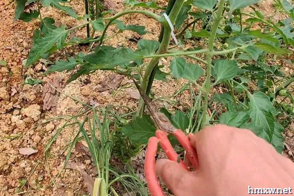 夏季如何防治番茄败秧，培土垅栽有利于壮秧抗逆