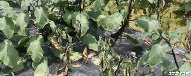 常见的茄子的病虫害，严重影响开花结实