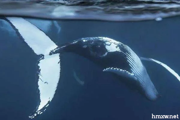 所有鲸鱼都会鲸落吗，并不一定会发生