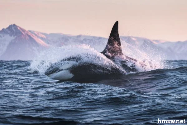 鲸鱼可以活多久，蓝鲸的寿命可超过80年