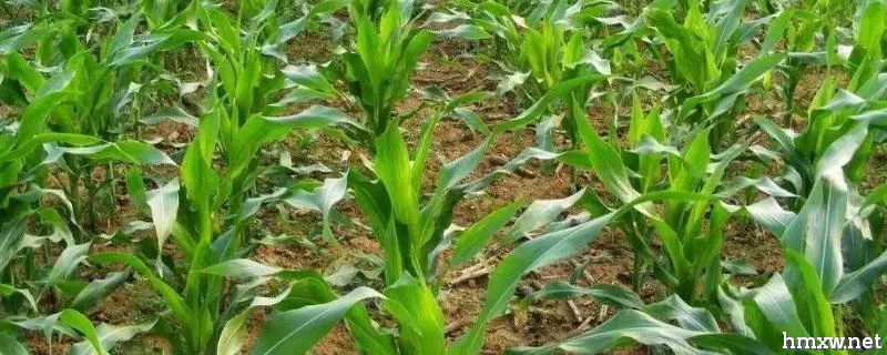豫禾196玉米品种介绍