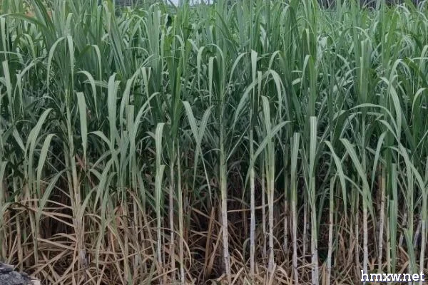 影响甘蔗高产的条件，可在春秋两季进行种植