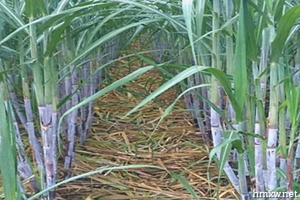 影响甘蔗高产的条件，可在春秋两季进行种植