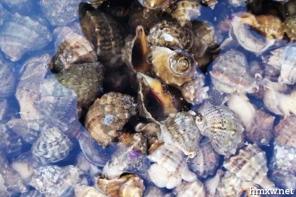 海螺能不能养活，饲养期间要控制盐度