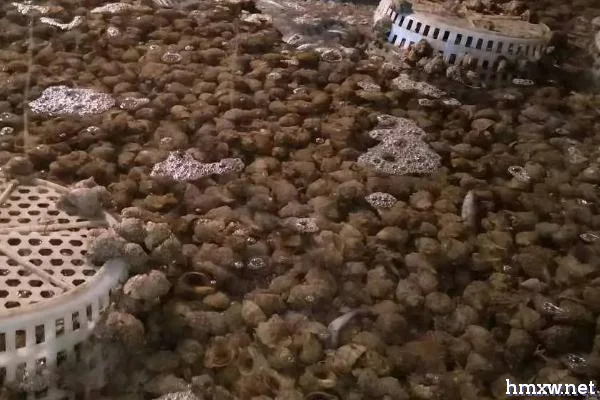 海螺能不能养活，饲养期间要控制盐度