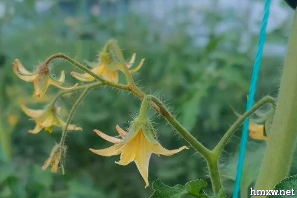 西红柿喷花方法，喷花前要先疏花