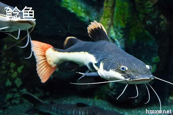 鲶鱼和清江鱼是不是同一种鱼，二者具有较大的差异