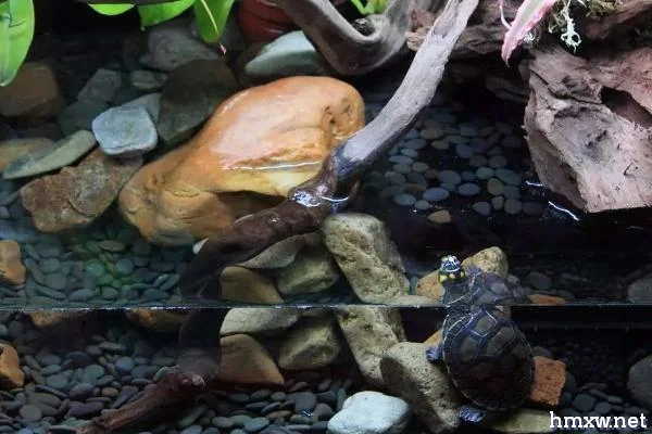 鱼缸养乌龟是否会被淹死，水位过高很难养活