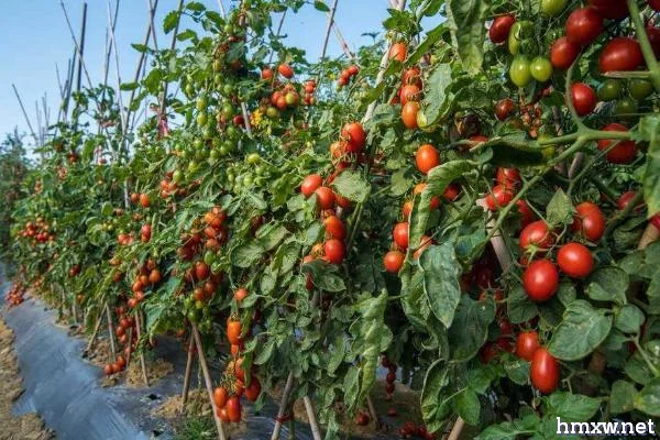西红柿空心果怎么防治，开花期要注意控制温度
