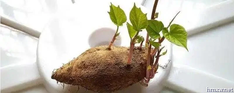 红薯快速发芽长叶的方法，可水培也可土培
