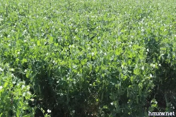豌豆怎么种植，需提供疏松肥沃的土壤