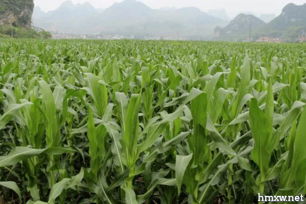 超高产玉米种植方法，首先要选择优良品种