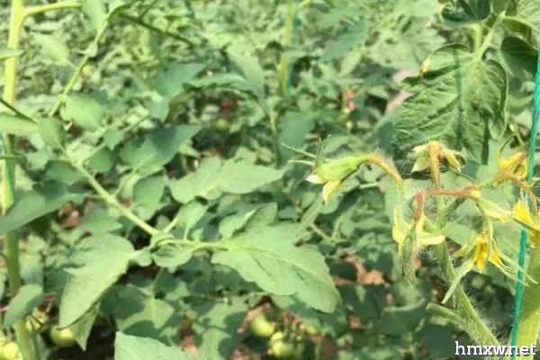 如何正确的给番茄进行叶面追肥，注意施用种类、浓度、时间等