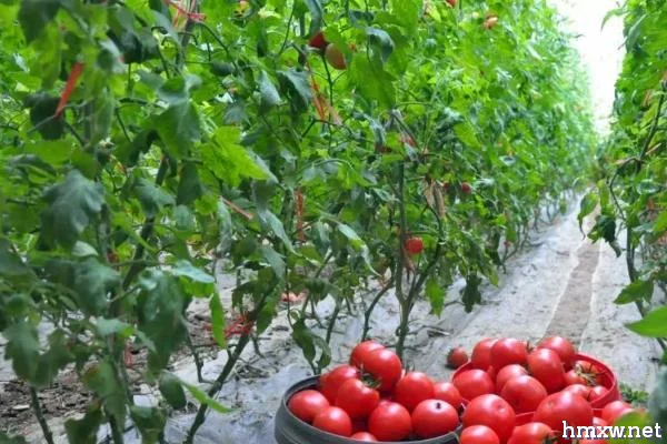 如何防治大棚番茄后期裂果，可以巧施肥料