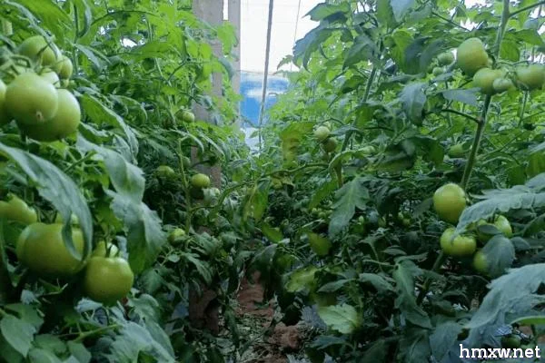 如何防治大棚番茄后期裂果，可以巧施肥料