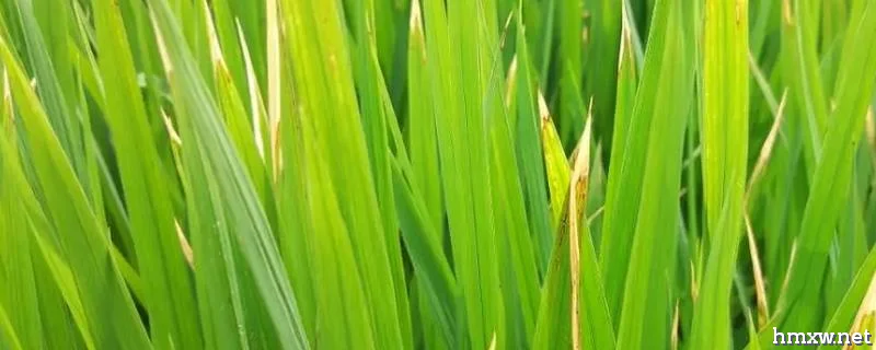 水稻黄叶的原因，附防治方法