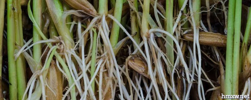 秧苗和稗草的根部区别
