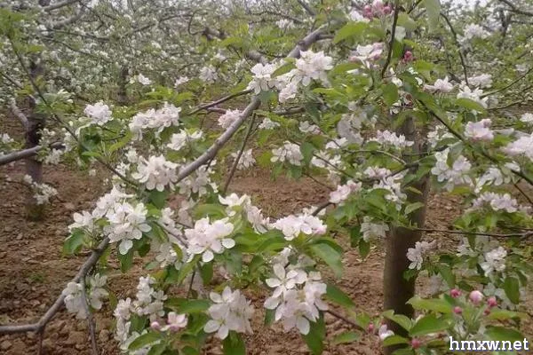 苹果树开花时间，通常集中在4-5月份开放