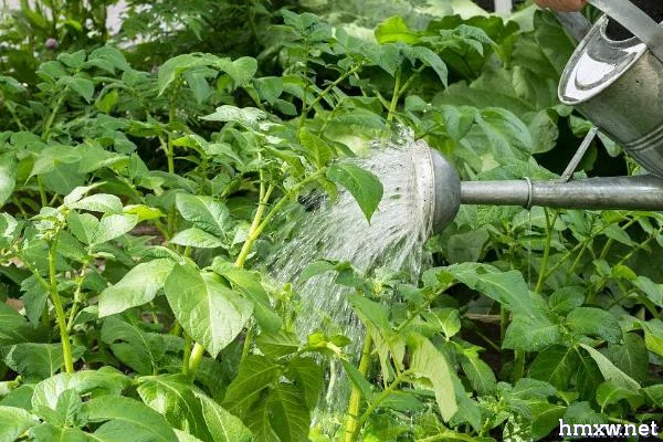 种植土豆如何浇水，正确浇水可大大增产