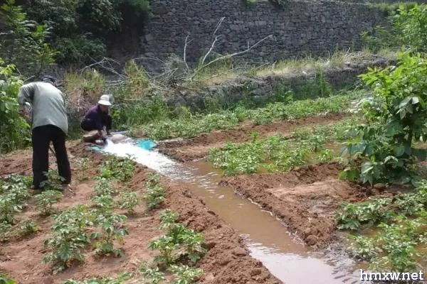 种植土豆如何浇水，正确浇水可大大增产