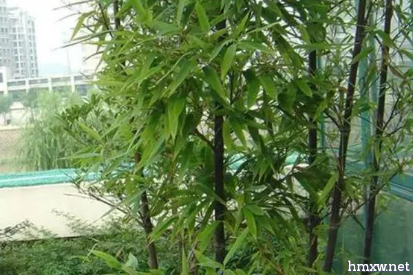 适合庭院种植的竹子