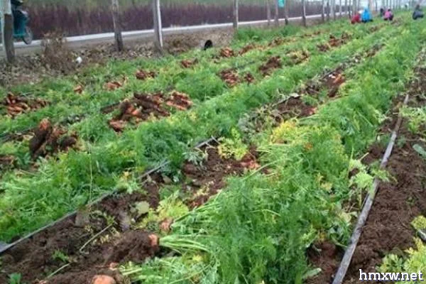 秋冬胡萝卜如何施肥，可在田里过冬