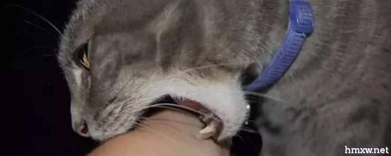 被猫咬伤出血超过24小时是否要打针，需要立即打疫苗