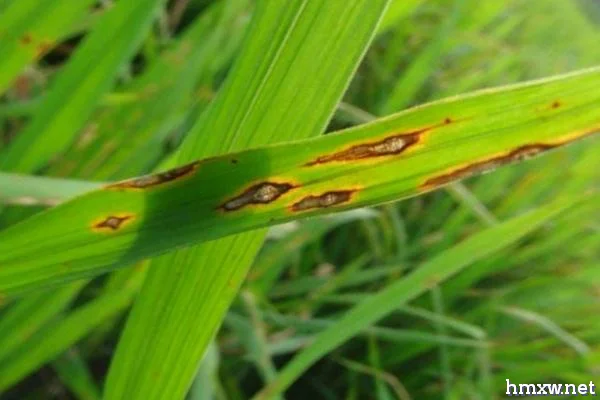 水稻稻瘟病的症状和防治措施，病部会出现大量灰色霉层