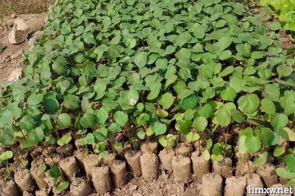 棉花营养钵育苗方法，苗床应与移栽大田相靠近