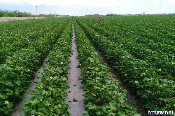 棉花营养钵育苗方法，苗床应与移栽大田相靠近