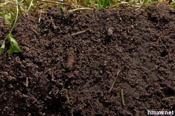 蒲公英的养殖方法，生长季节要保持土壤的湿度