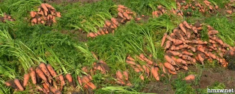 冬天能不能种植胡萝卜，温度过低种子难以萌发