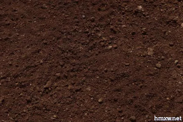 什么土壤适合芹菜，疏松肥沃、富含有机质的土壤更佳