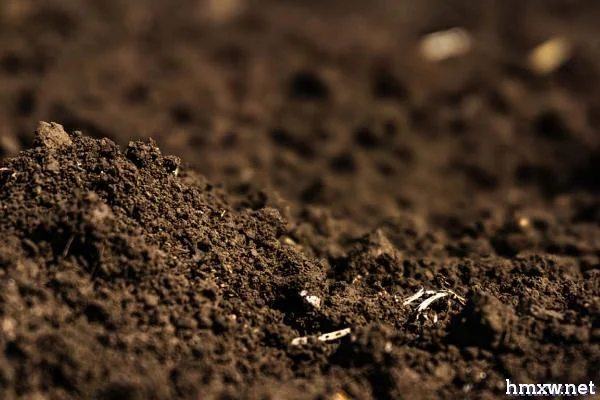 什么土壤适合芹菜，疏松肥沃、富含有机质的土壤更佳