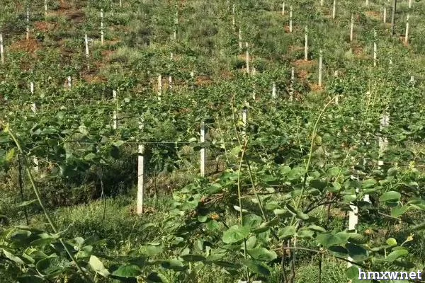 猕猴桃种植方法，栽种前要施足基肥