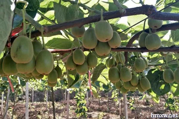猕猴桃种植方法，栽种前要施足基肥